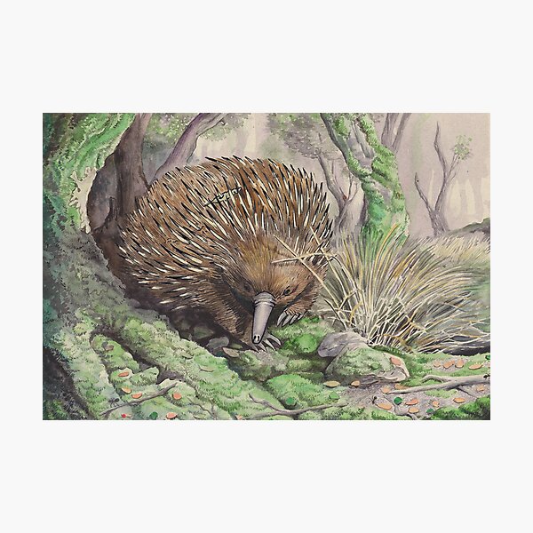Echidna Photographic Print