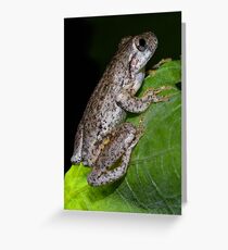 Froggy Greeting Card