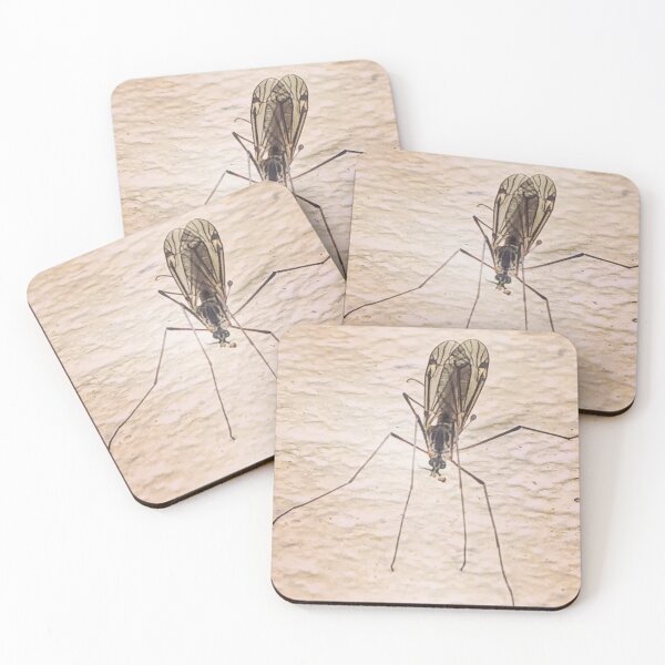 Item preview, Tipula, A Large Crane Fly With Interesting Wings designed and sold by Paula Betz.