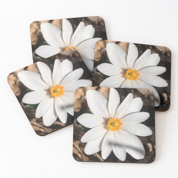 Item preview, Bloodroot Flower  designed and sold by Paula Betz.