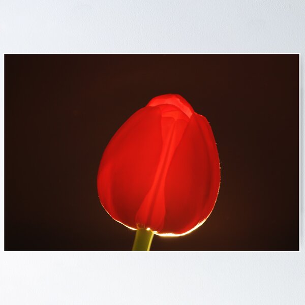 Artikelvorschau, Close up of single red tulip entworfen und verkauft von Heather  McCann.