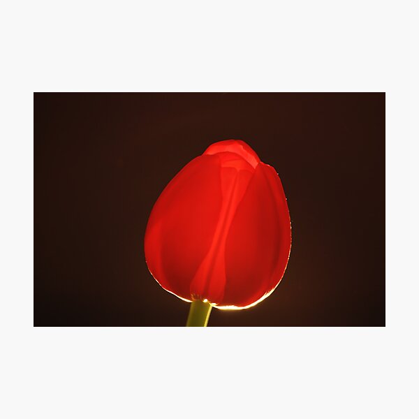 Item preview, Close up of single red tulip designed and sold by Heather  McCann.