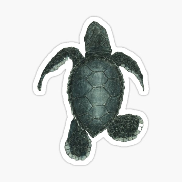 baby kemps Ridley sea turtle Sticker