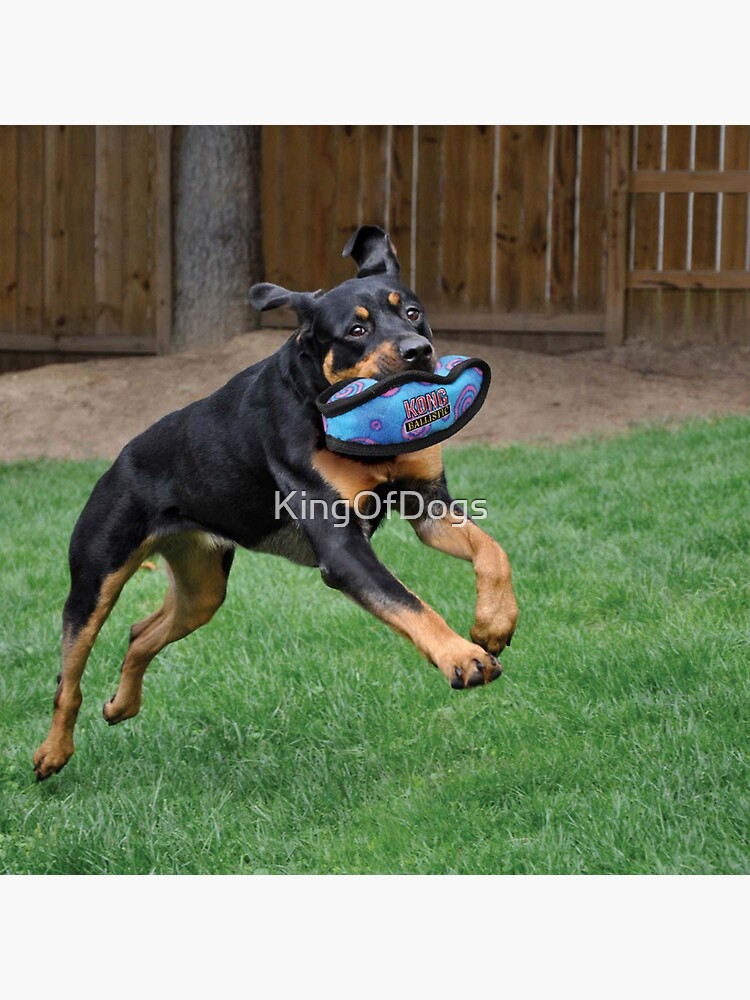 "Football Dog" Sticker by KingOfDogs Redbubble