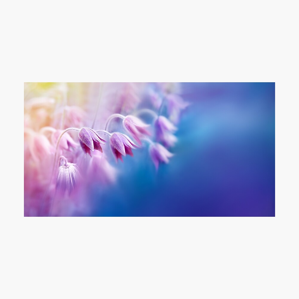 Nature abstract background of flowers. Soft gentle artistic image of nature  Korean pasque flower. Beautiful summer nature landscape, toned blue.