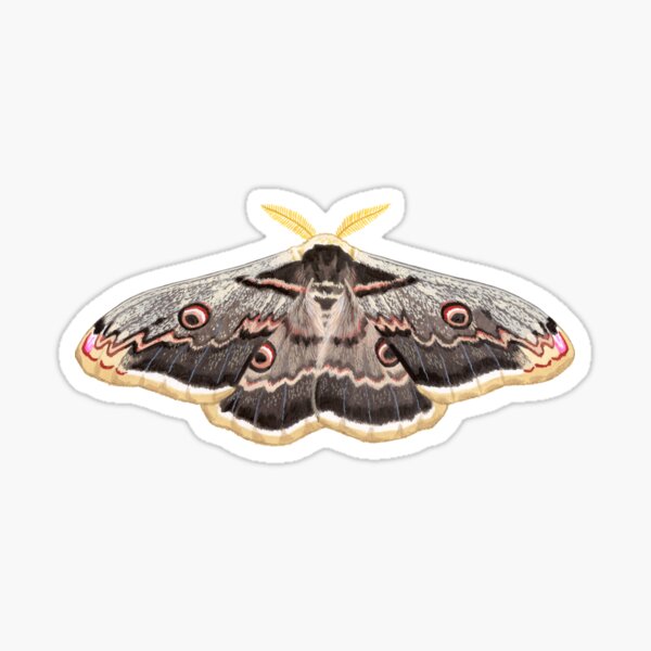 Item preview, Giant peacock moth painting designed and sold by kokayart.