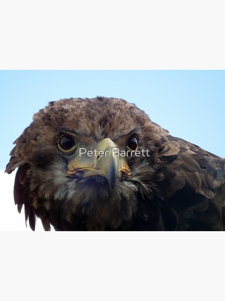 Eagle Stare by hartrockets