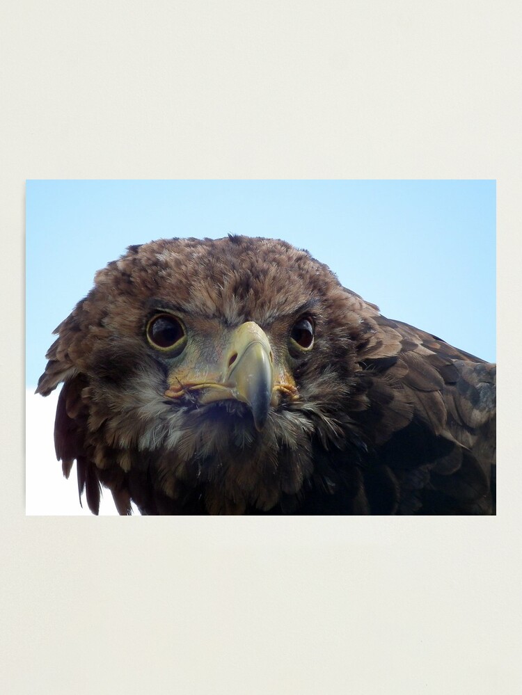 Thumbnail 1 of 3, Photographic Print, Eagle Stare designed and sold by hartrockets.