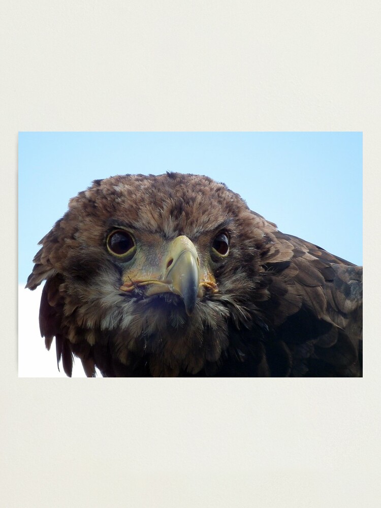Alternate view of Eagle Stare Photographic Print