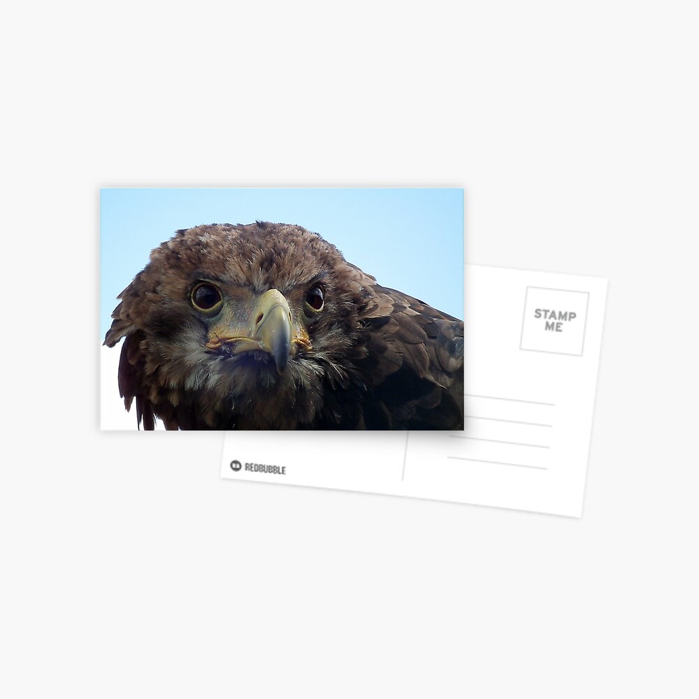 Item preview, Postcard designed and sold by hartrockets.