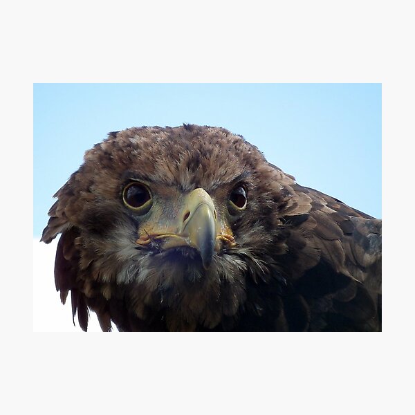 Eagle Stare Photographic Print