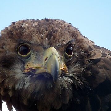 Artwork thumbnail, Eagle Stare by Pete’s Digital Canvas