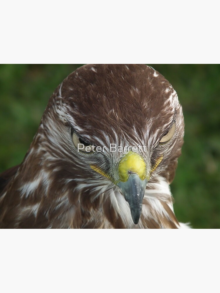 Evil look Eagle by hartrockets