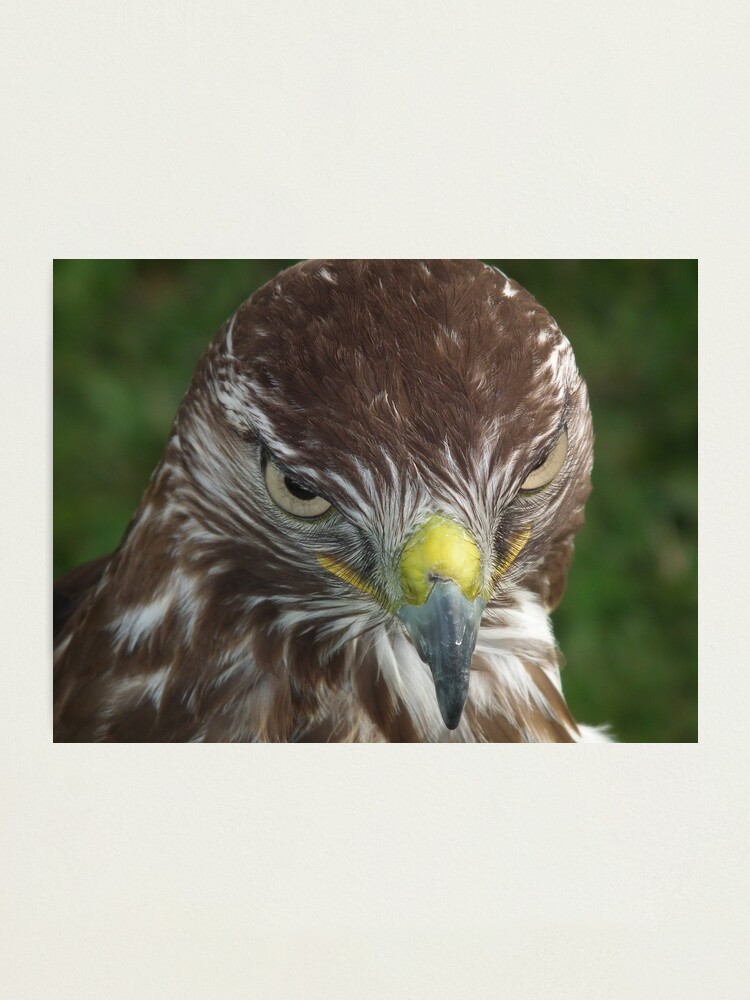 Alternate view of Evil look Eagle Photographic Print