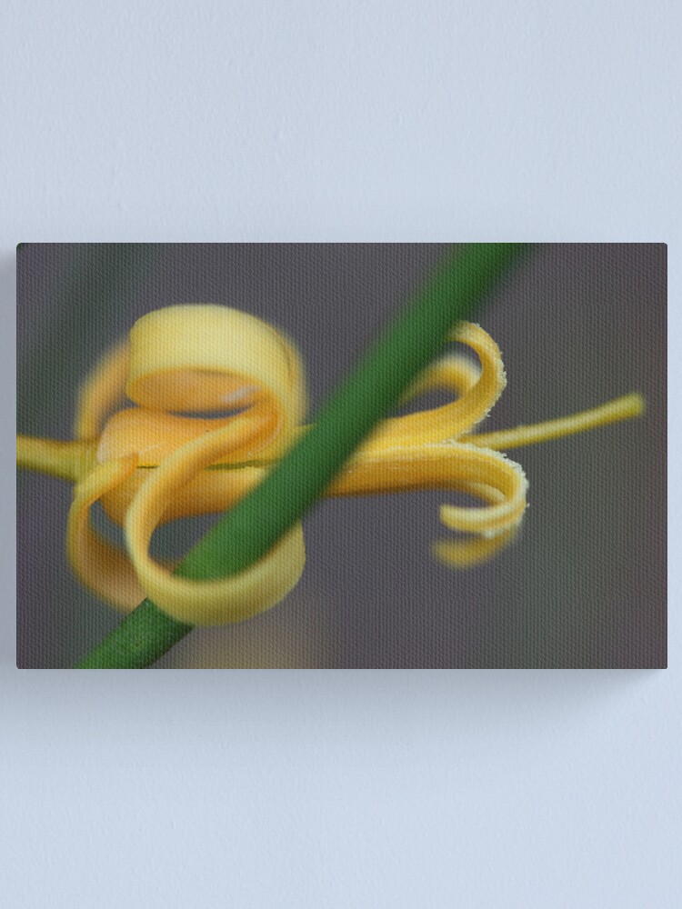 Alternate view of Persoonia nutans Canvas Print