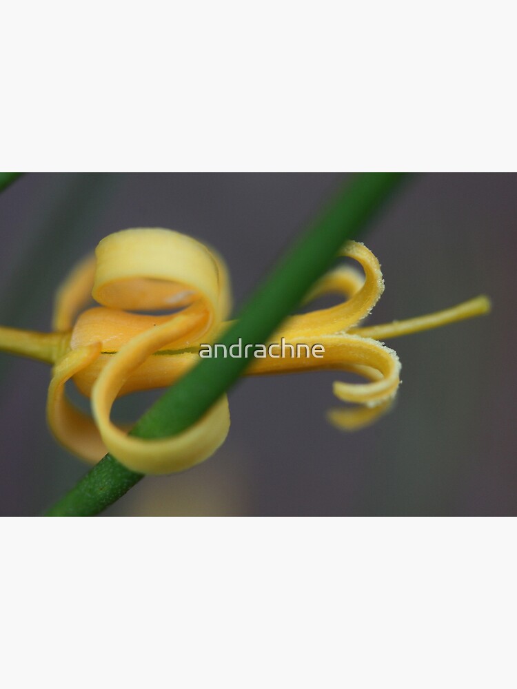 Persoonia nutans by andrachne