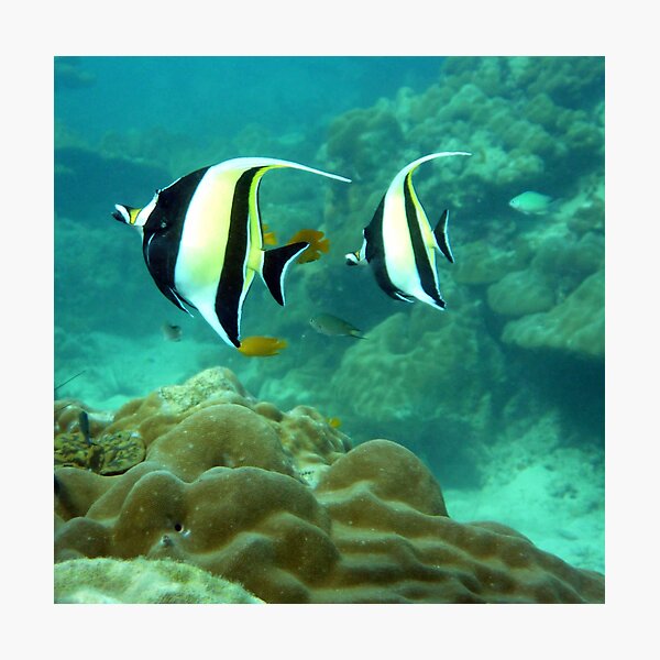 MORISH IDOL Photographic Print