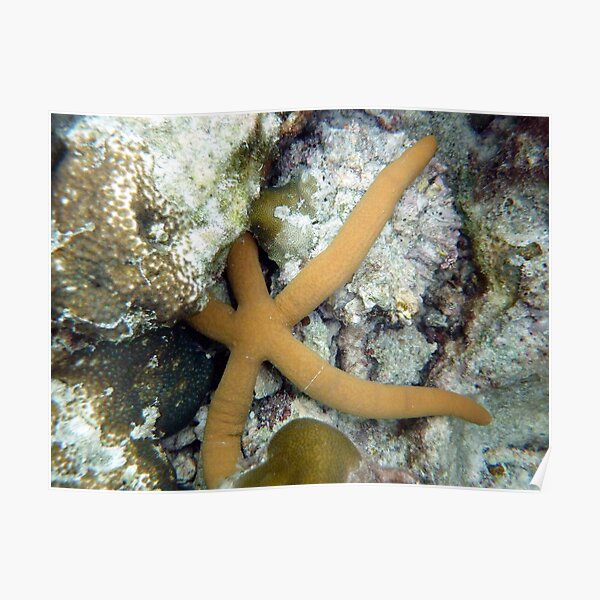 TAN STAR FISH Poster