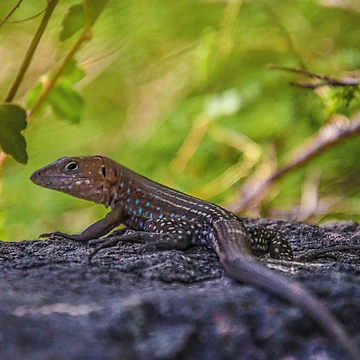 Artwork thumbnail, Lizard by Jasmine Geerman Zehl