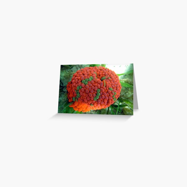 ANEMONIE Greeting Card