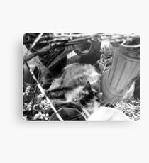 Small Town Pets 2 Metal Print