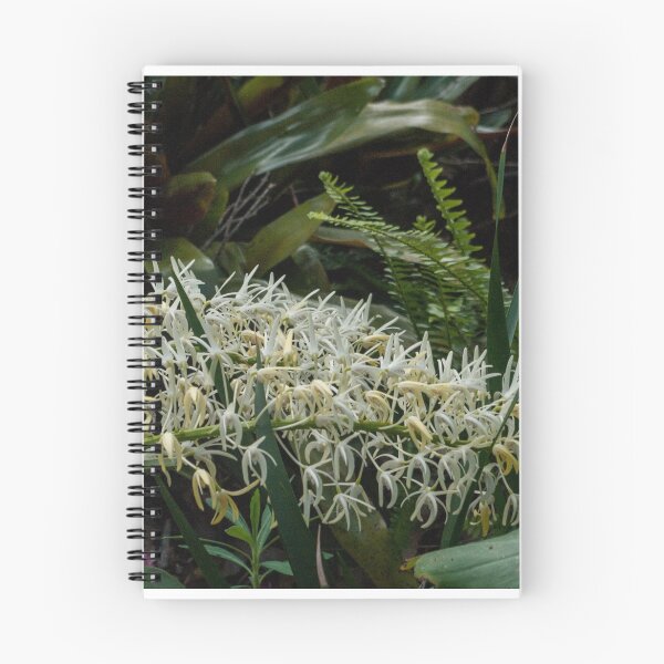 Item preview, New bloom Leith Park Victoria 20150929 3375   designed and sold by Fred Mitchell.