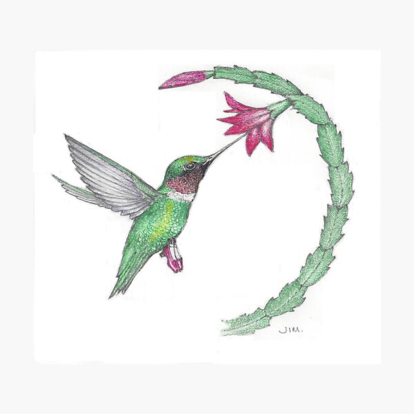 Hummingbird in ruby slippers Photographic Print