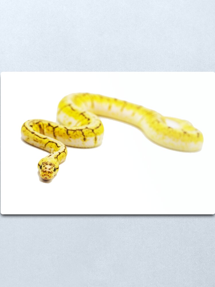 yellow jacket ball python