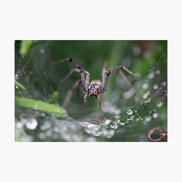 Item preview, Spider? designed and sold by triciaoshea.