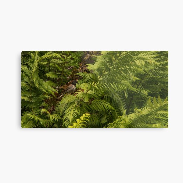Dark-eyed Junco, San Francisco Metal Print