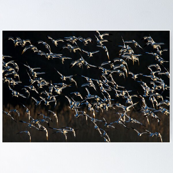 Item preview, Avocets designed and sold by Neil Bygrave (NATURELENS).