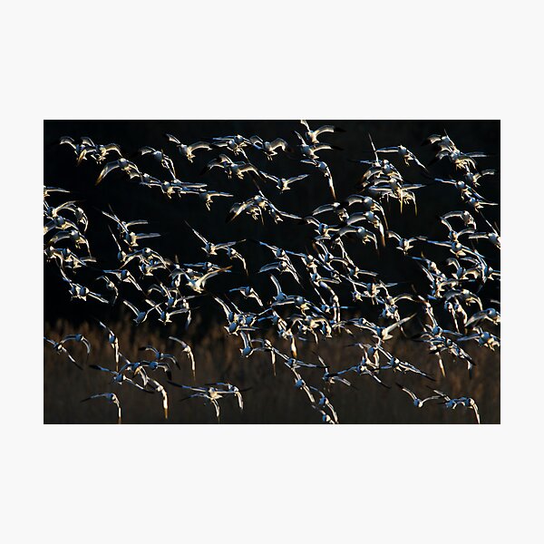Item preview, Avocets designed and sold by Neil Bygrave (NATURELENS).