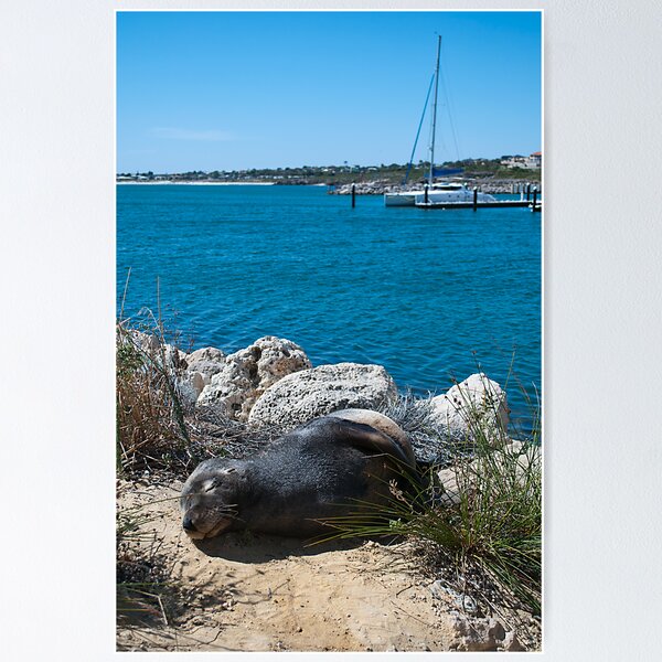 Artikelvorschau, Sea Lion Lounge entworfen und verkauft von Jarmat.