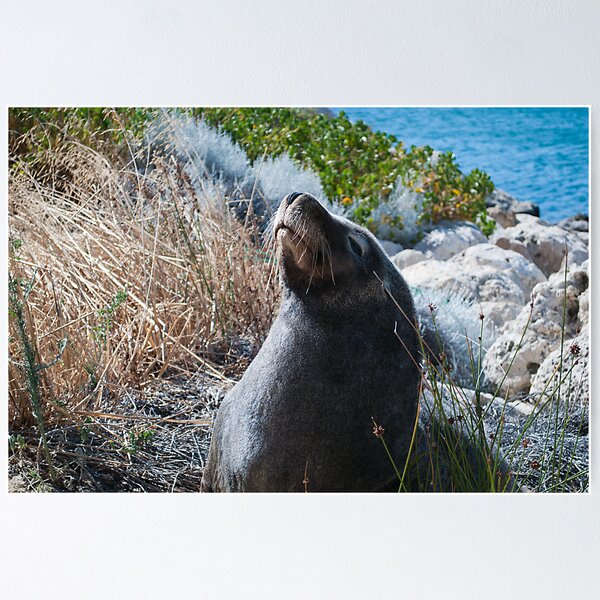 Item preview, Sea Lion designed and sold by Jarmat.