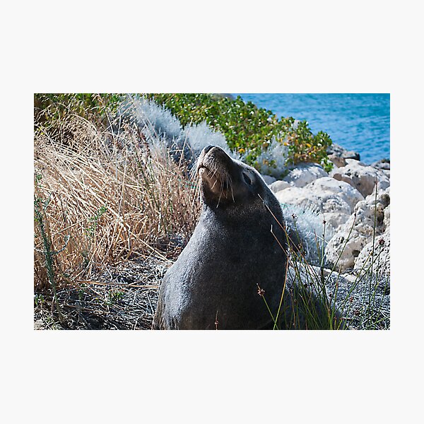 Item preview, Sea Lion designed and sold by Jarmat.