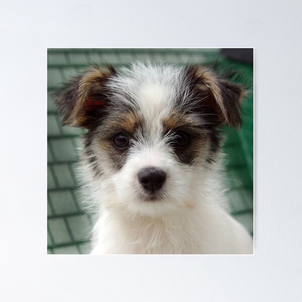 Item preview, CINDY - PUP. designed and sold by Helen Akerstrom Photography.