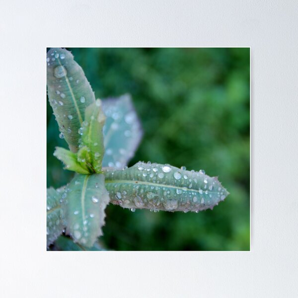 Item preview, Freezing rain designed and sold by Peter Dickinson.