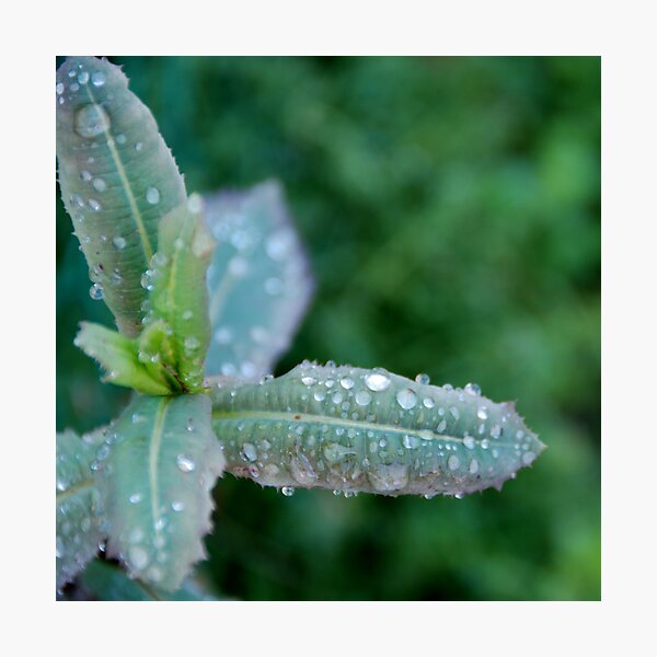 Item preview, Freezing rain designed and sold by Peter Dickinson.