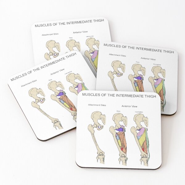 Item preview, Muscles of the Intermediate Thigh designed and sold by mcdouemm.