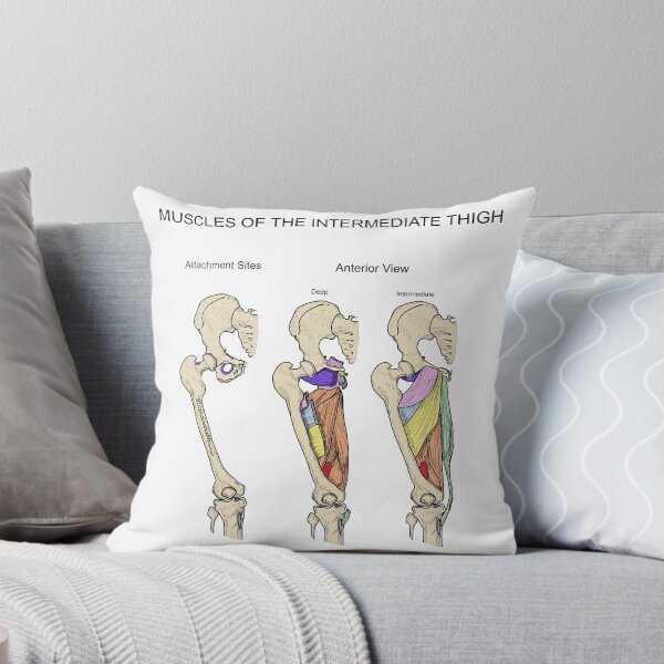 Item preview, Muscles of the Intermediate Thigh designed and sold by mcdouemm.