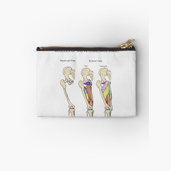 Item preview, Muscles of the Intermediate Thigh designed and sold by mcdouemm.
