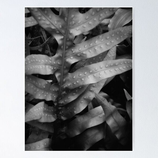 Item preview, Fern I designed and sold by Duncan Waldron.