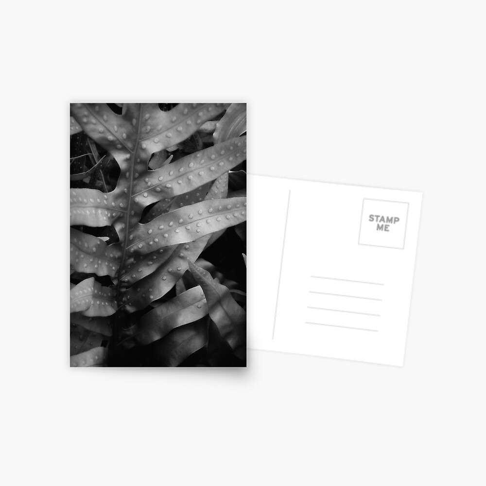 Fern I Postcard