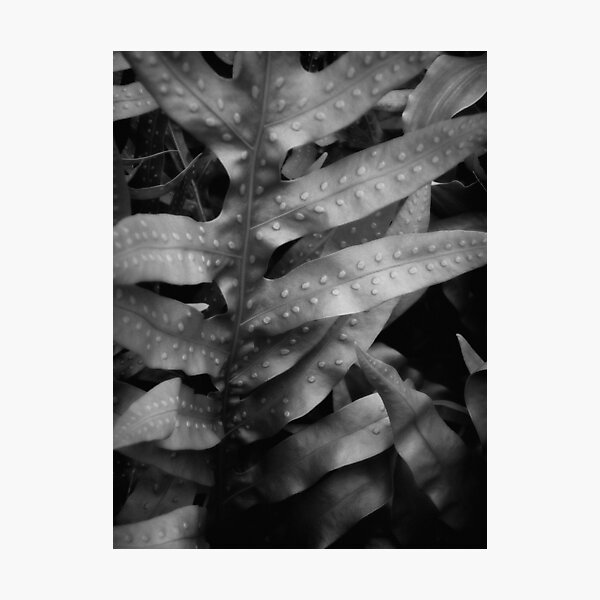 Item preview, Fern I designed and sold by Duncan Waldron.