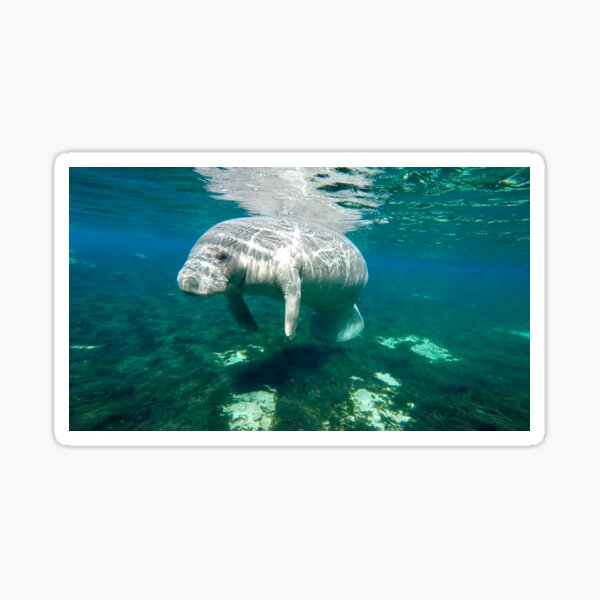 Item preview, Baby Manatee designed and sold by ChasingTheBlue.