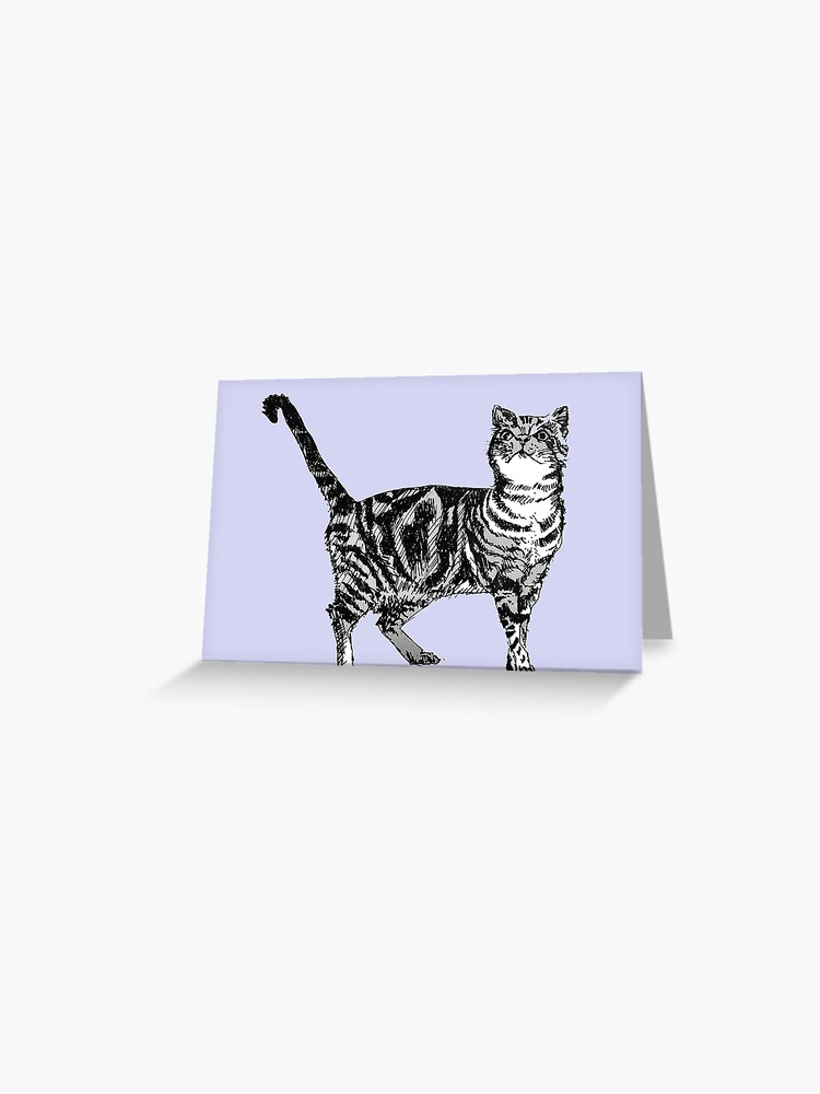 Pale clearance tabby cat