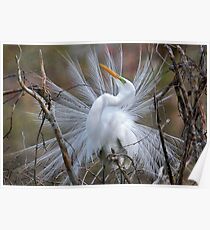 Great White Egret Breeding Plumage Poster
