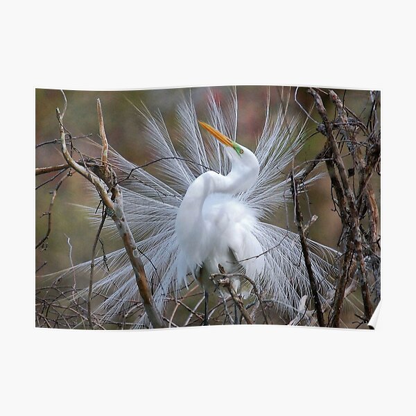 Great White Egret Breeding Plumage Poster