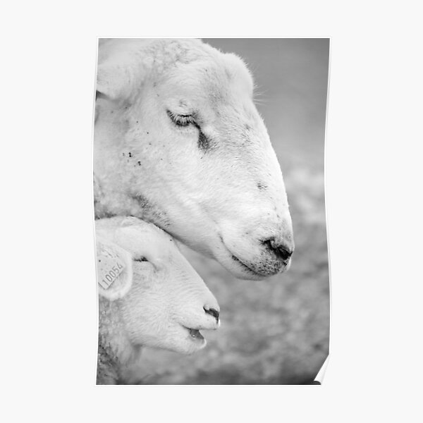 Mother sheep and lamb Poster