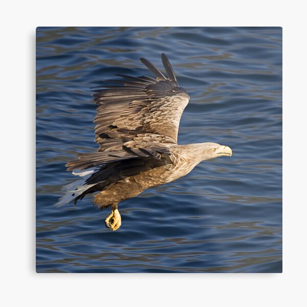 Sea eagle in action Metal Print